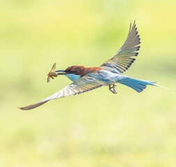 bee eater bird flying 
