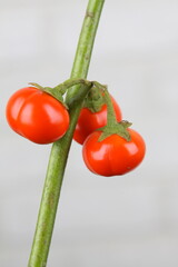 식물과 유리화병