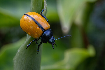 insect