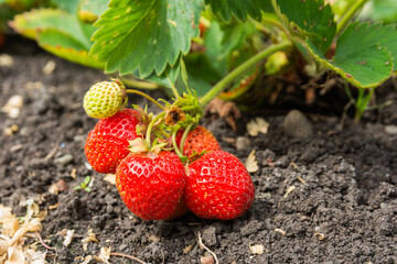 Large red strawberries and green leaves. Red strawberries grow in the garden on the soil