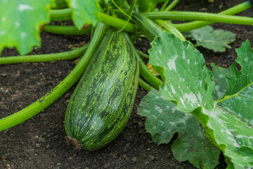 Young green vegetable marrow with a flower on the soil. The process of growing and ripening zucchini