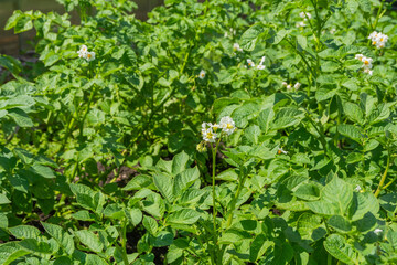 Rows of young potatoes with white flowers grow in the field. Blooming potatoes in summer