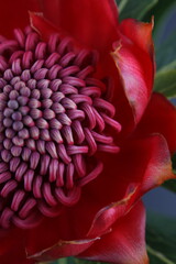 어둠속에서 빛나는 꽃사진