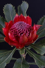 어둠속에서 빛나는 꽃사진