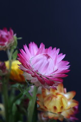 어둠속에서 빛나는 꽃사진