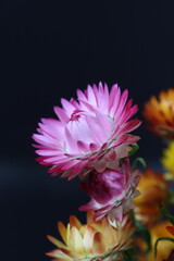 어둠속에서 빛나는 꽃사진