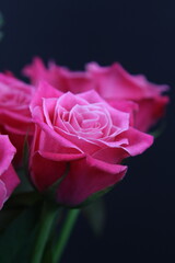 어둠속에서 빛나는 꽃사진