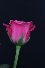 어둠속에서 빛나는 꽃사진