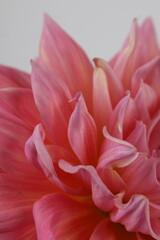 핑크 다알리아 꽃사진