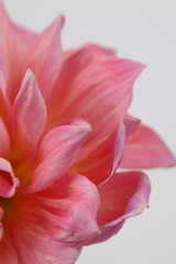 핑크 다알리아 꽃사진