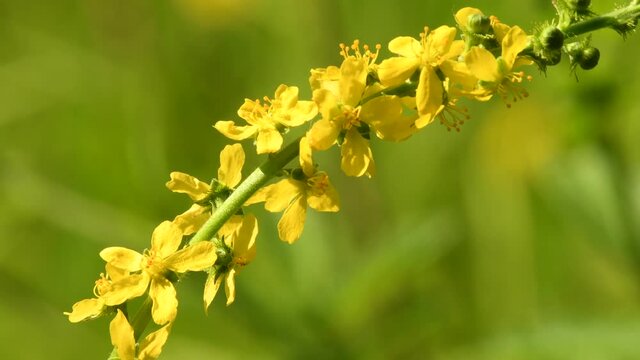 Common agrimony, Agrimonia eupatoria, medicinal plant with flower