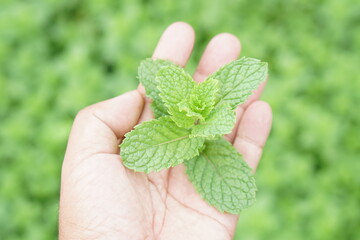 Hands touch kitchen mint, marsh mint or melissa officinalis trees