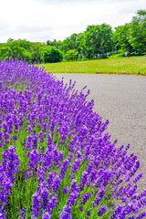 ラベンダー畑の風景
