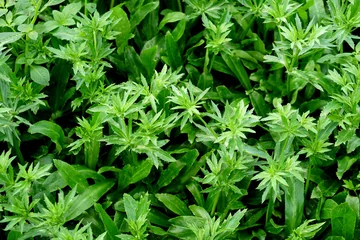 Foto op Canvas Stink Weed,Long coriander, Sawtooth coriander, Stink weed, Eryngium (Eryngium foetidum) in vegetable garden © buraratn