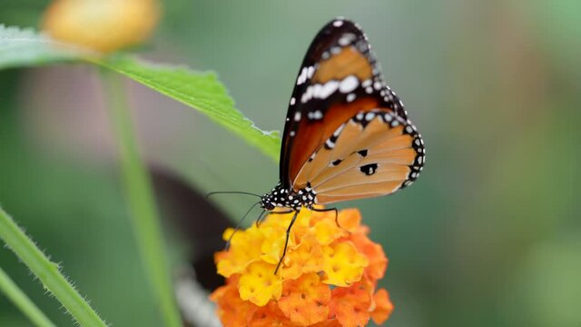 Vibrant monarch butterfly resting on colorful flower and flying away - macro slow motion shot. Danaus plexippus in Nature