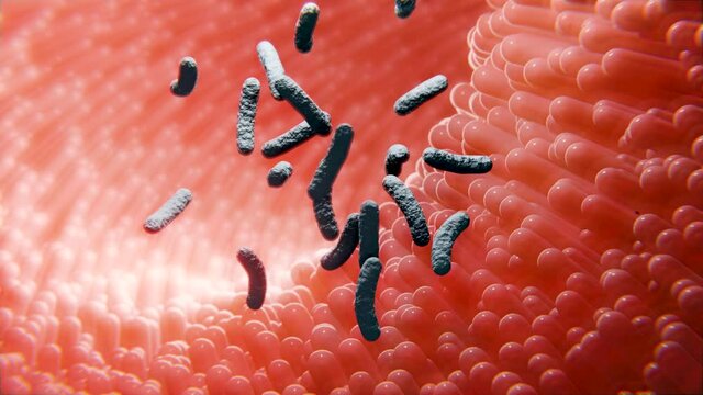 Darmzotten oder Darmflora mit Darmbakterien: Konzept Darmflora oder Mikrobiotik, 