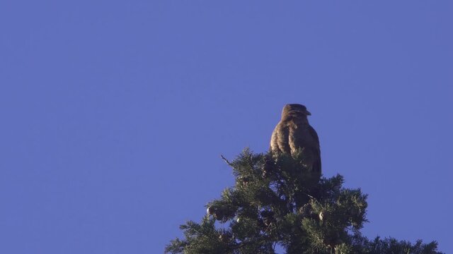 Low angle view of a chimango caracara perched on a tree top at dusk.