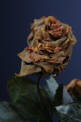 드라이플라워 장미