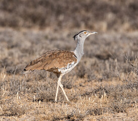 Kori Bustard