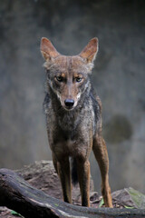 Mexican coyote in a zoo in Chiapas