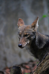 Mexican coyote in a zoo in Chiapas