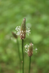  Lanceolata or ribworth plantain herb in bloom in the meadow close-up of Plantago lanceolata on summer