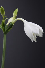 흰색 꽃사진