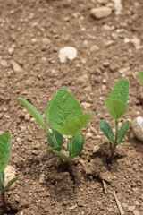 Green soybean plants in a row growing in the field . Agricultural field in summer on selective focus