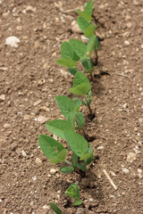 Green soybean plants in a row growing in the field . Agricultural field in summer on selective focus