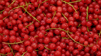 fresh Ribes rubrum top view