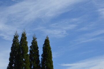 Cypresses and the blue sky in autumn