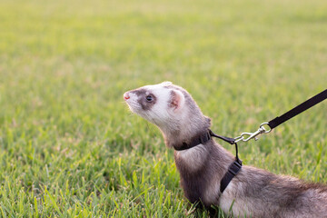 Sable ferret, Mustela putorius, walking on the green grass