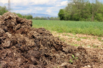 Organic fertilizer. Cow manure for agriculture in the field on a sunny day
