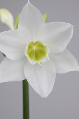 흰색 꽃사진