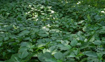 Leafy Plants On The Forest Floor - Scott's Run Nature Preserve, Mclean, Virginia