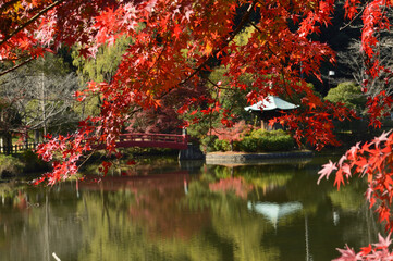 Autumn park with a red bridge where morning light passes through the leaves of the trees