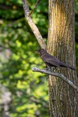 bird on a fence