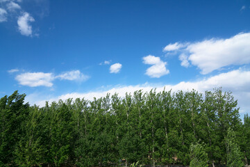A row of poplar trees under a sunny cloudy sky