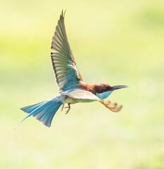 blue tailed bee eater