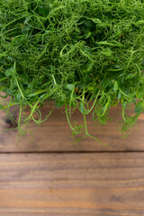 healthy food concept. green, juicy, fresh salad on a wooden background. young shoots of peas or beans in a container with copy space.