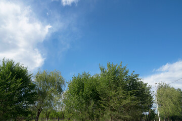 Obraz na płótnie Canvas Summer blue sky and white clouds climate and trees
