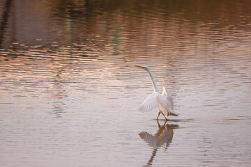 日本の水鳥　川面に映り込むダイサギ　広島県三原市沼田川