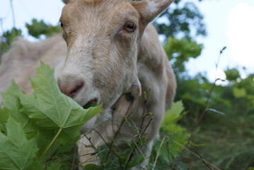 goat muzzle bush eat walk