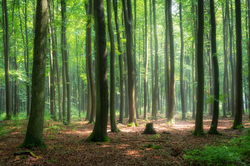 morning in the green forest