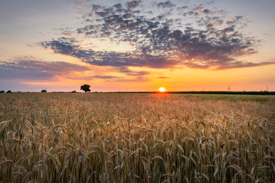 Beautiful summer sunset over wheat fields © Piotr Krzeslak