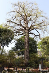 願掛けの公孫樹