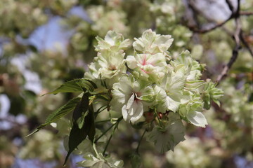 八重桜の御衣黄