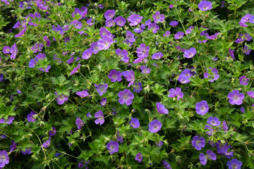 Fototapeta premium purple white Petunia Hybrid Flowers bloom beautifully ornamental garden background
