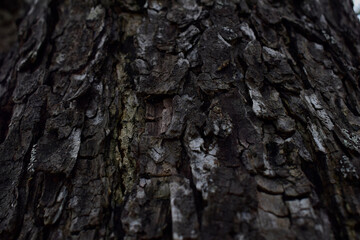 bark of a tree texture