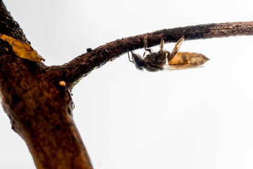 Fototapeta premium bee on honeycomb